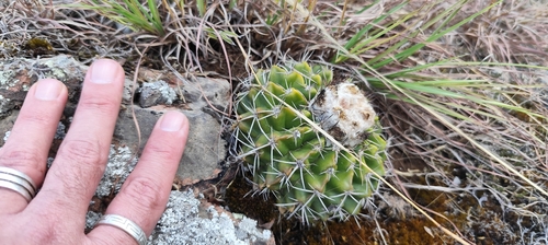 Parodia erinacea
