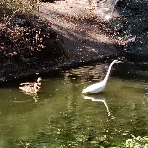 Mexican Duck (Anas diazi), photo 5
