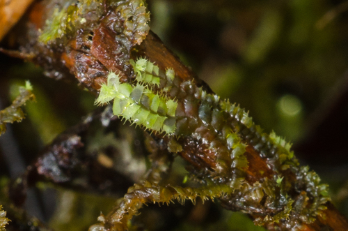 Leptoscyphus observed 2026-01-06