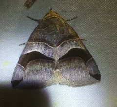 Bastilla copidiphora