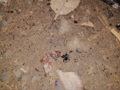 Polyrhachis