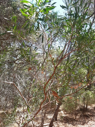 Dodonaea viscosa observed 2026-01-16