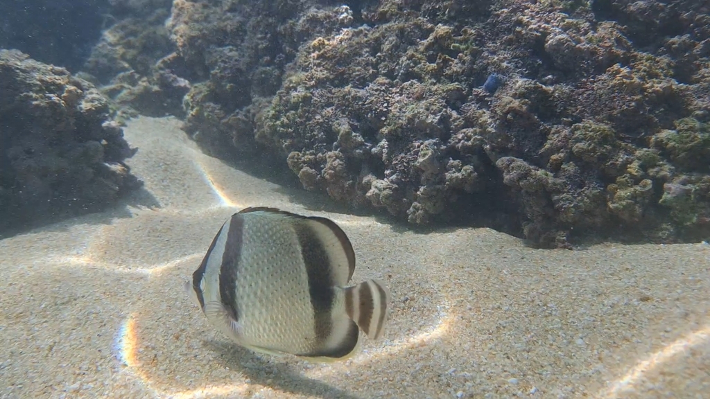Threeband butterflyfish (Chaetodon humeralis) — Chaetodontidae