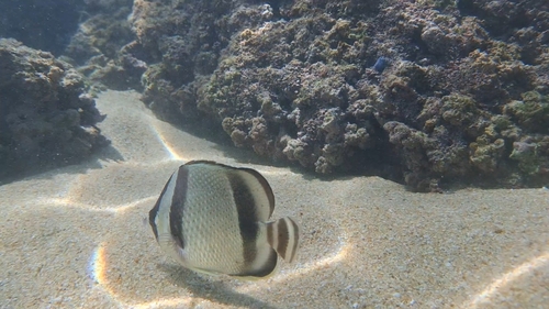 Threeband butterflyfish (Chaetodon humeralis) — Chaetodontidae