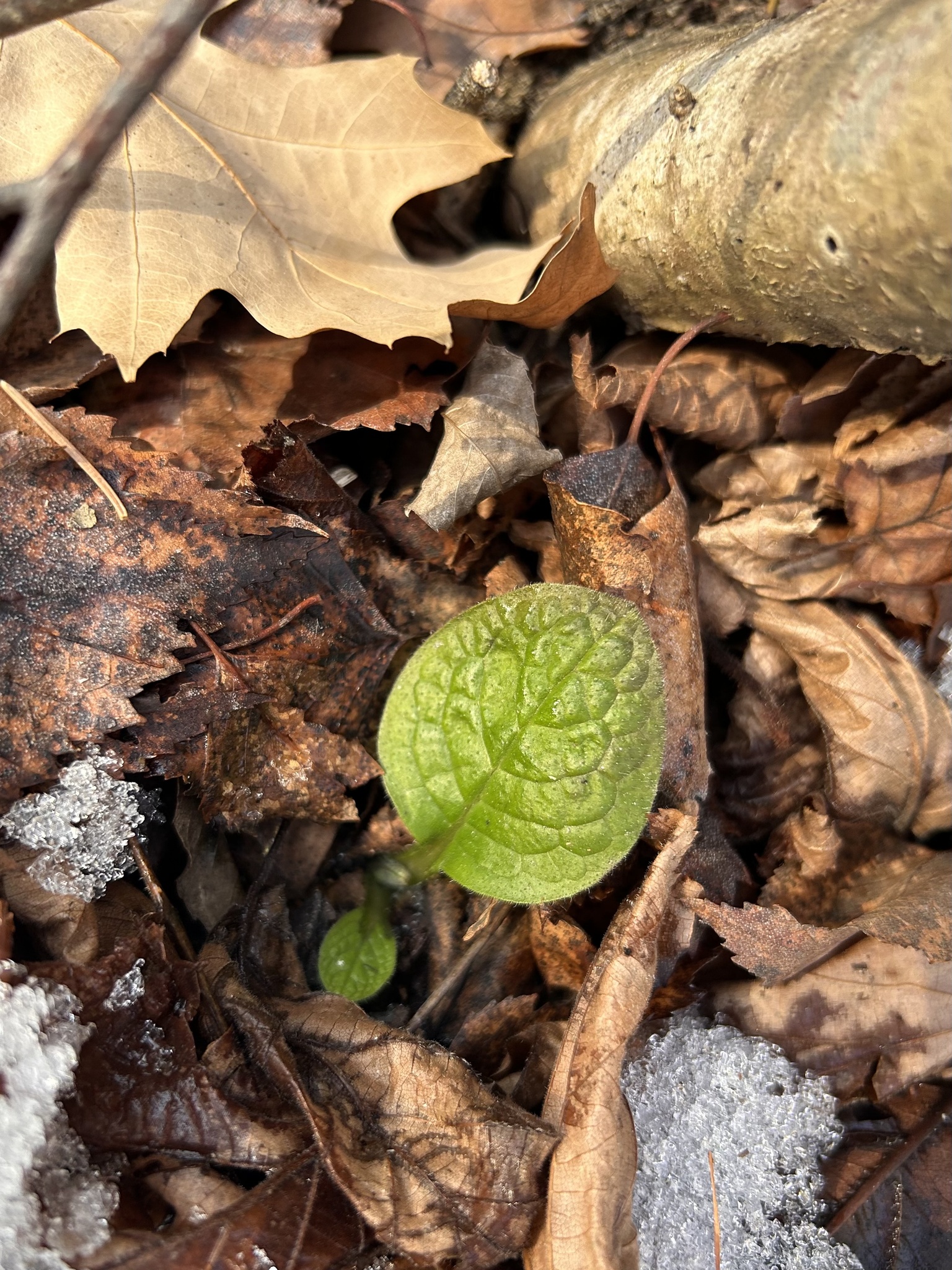 Tuberous comfrey