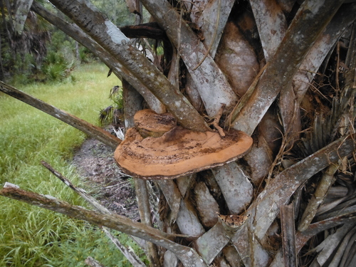 Ganoderma zonatum