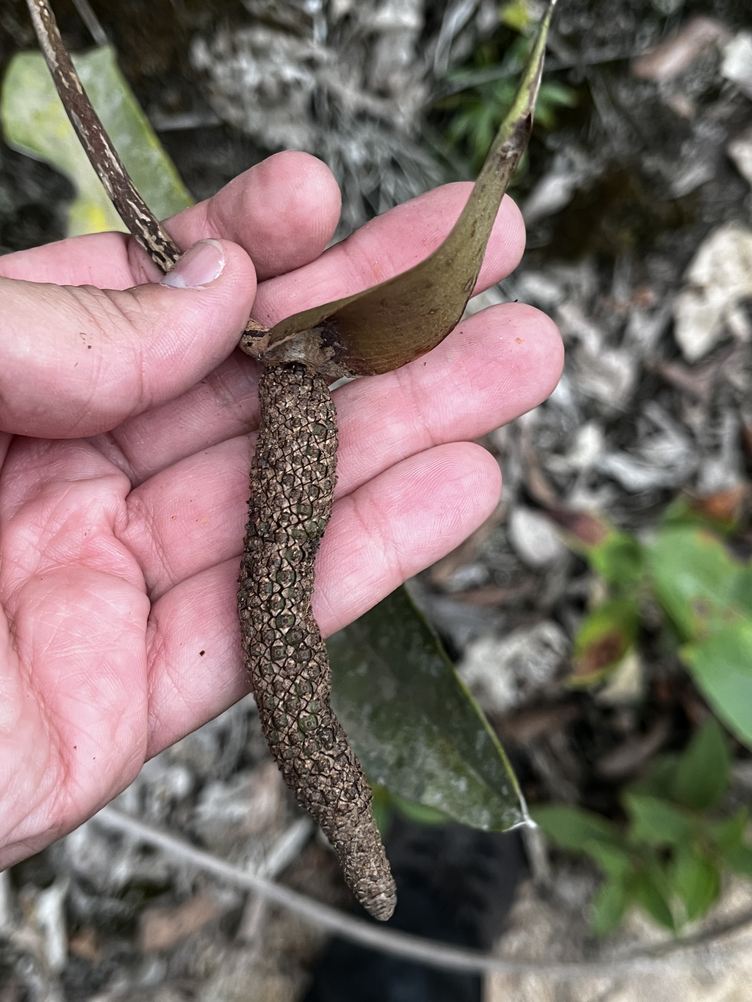 Anthurium fragae Nadruz 3
