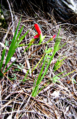 Gladiolus sempervirens