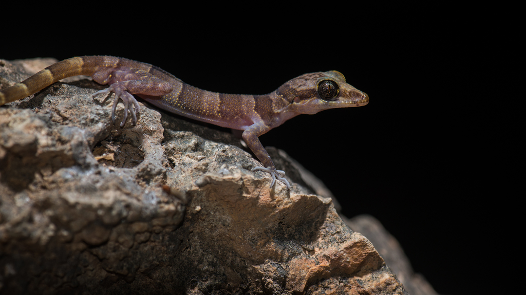 Jaeger's Bent-Toed Gecko