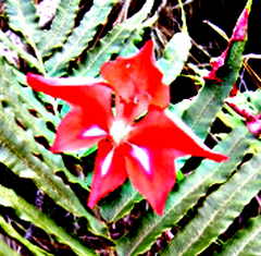 Gladiolus sempervirens