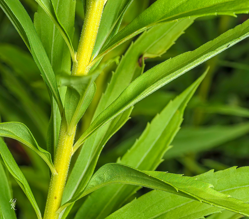 Kanadinė rykštenė nuotrauka