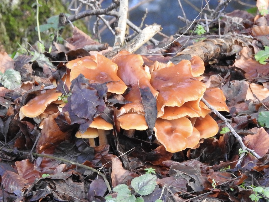 Flammulina velutipes · January 2026 · photo: © cryptomarasmius (iNaturalist, cc-by)