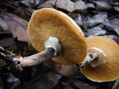 Suillus cothurnatus