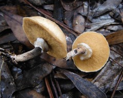 Suillus cothurnatus