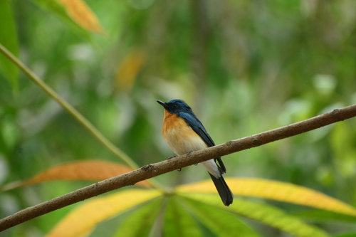 Tickell's Blue Flycatcher (Cyornis tickelliae), photo 3