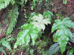 Image of Tectaria heracleifolia