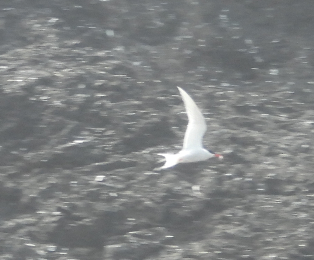 South American Tern (Sterna hirundinacea), photo 3