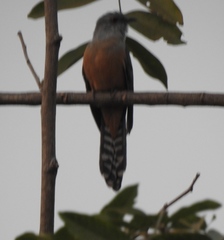 Cacomantis merulinus