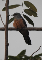 Cacomantis merulinus