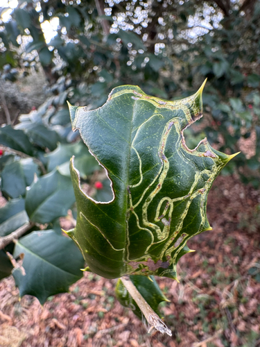 Unknown species found near Annapolis, MD, US