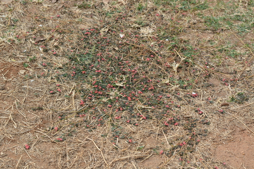 Birdsville Indigo (Indigofera linnaei)