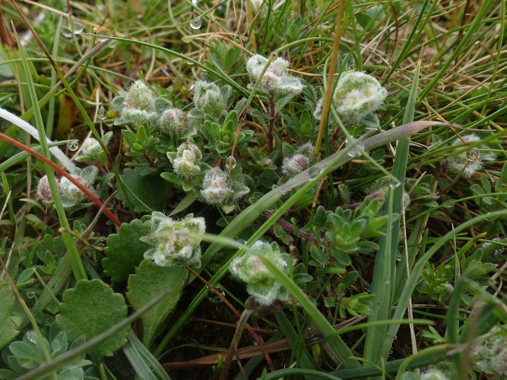 Thyme Gall-mite