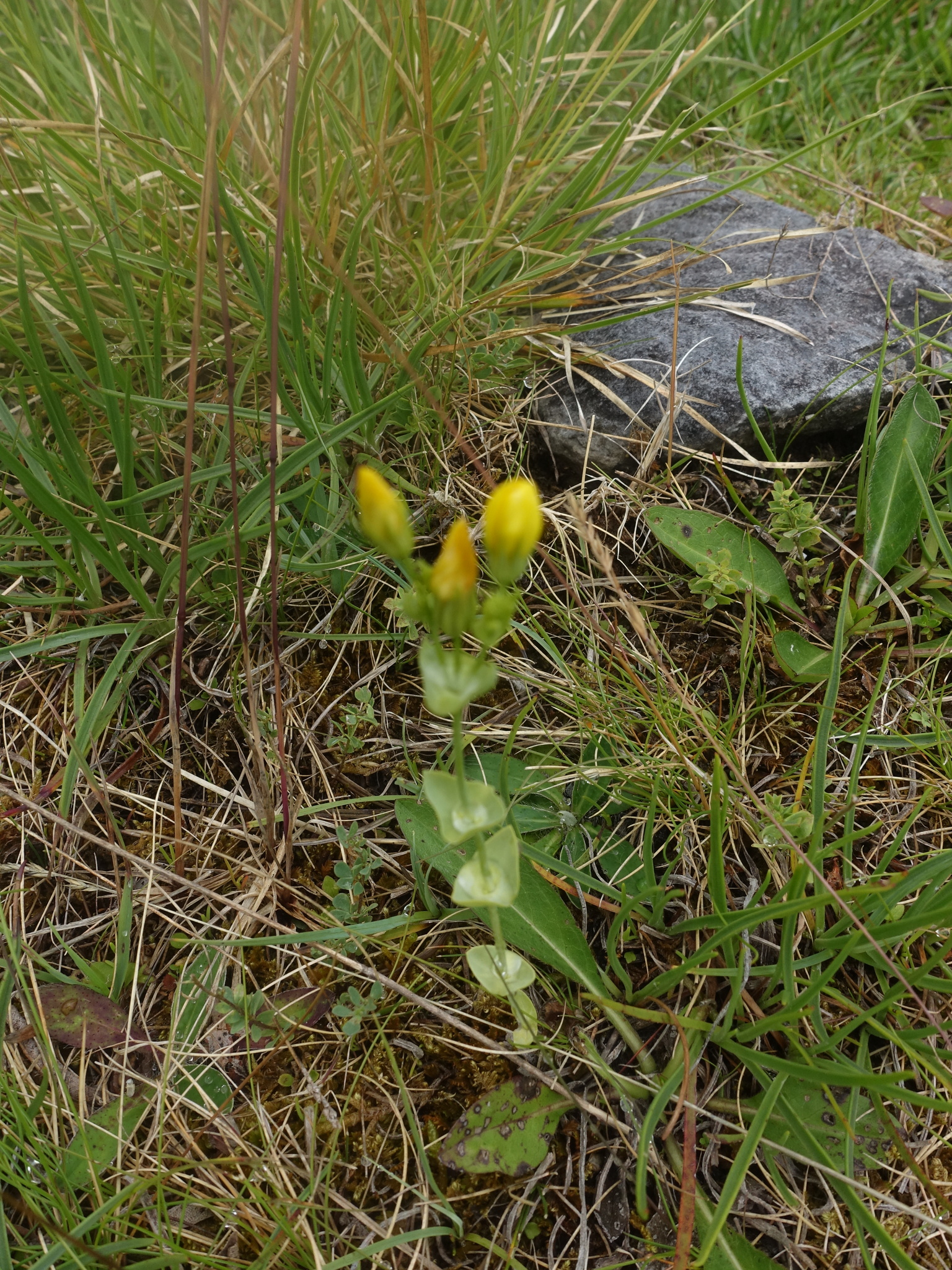 Yellow-Wort (Blackstonia perfoliata)