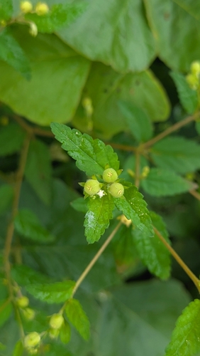 Roadside croton (Croton trinitatis)