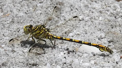 Ceratogomphus pictus