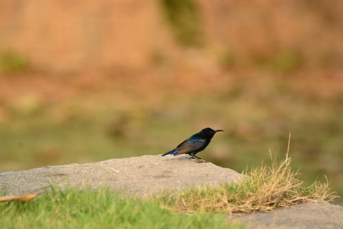 Purple Sunbird (Cinnyris asiaticus), photo 4