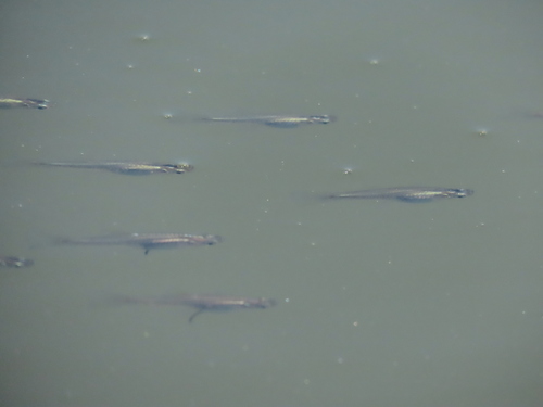 Cnesterodon decemmaculatus