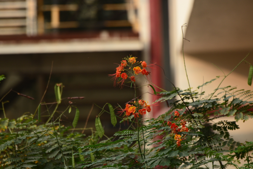 kim phượng – Caesalpinia pulcherrima