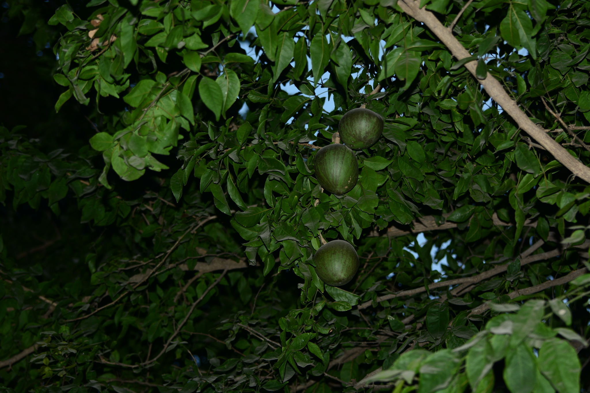 Imagem de Aegle marmelos