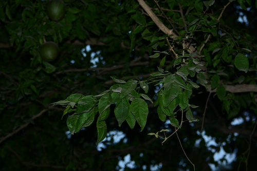 Foto de Aegle marmelos