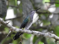 Heliodoxa imperatrix