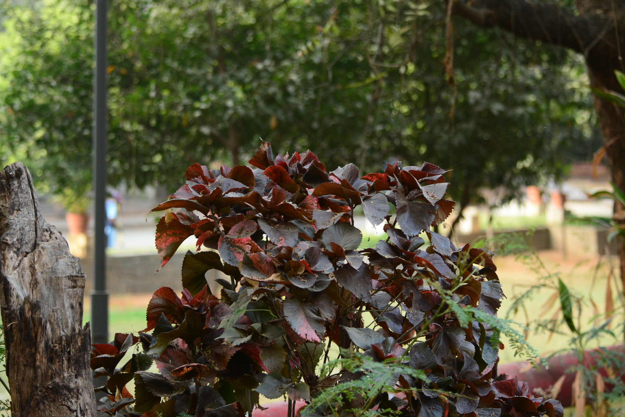 Copperleaf