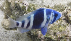 Hypoplectrus indigo
