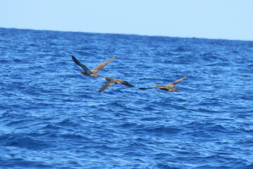 Brown Booby (Sula leucogaster), photo 4