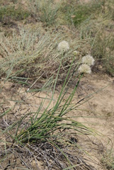 Allium leucocephalum