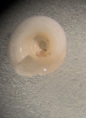 Cyclostremiscus pentagonus