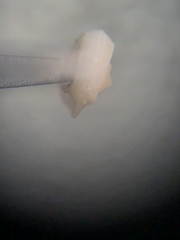 Cyclostremiscus pentagonus