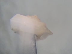 Cyclostremiscus pentagonus