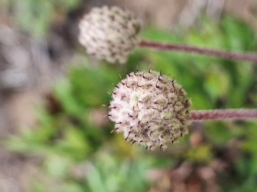 Cut-leaf anemone