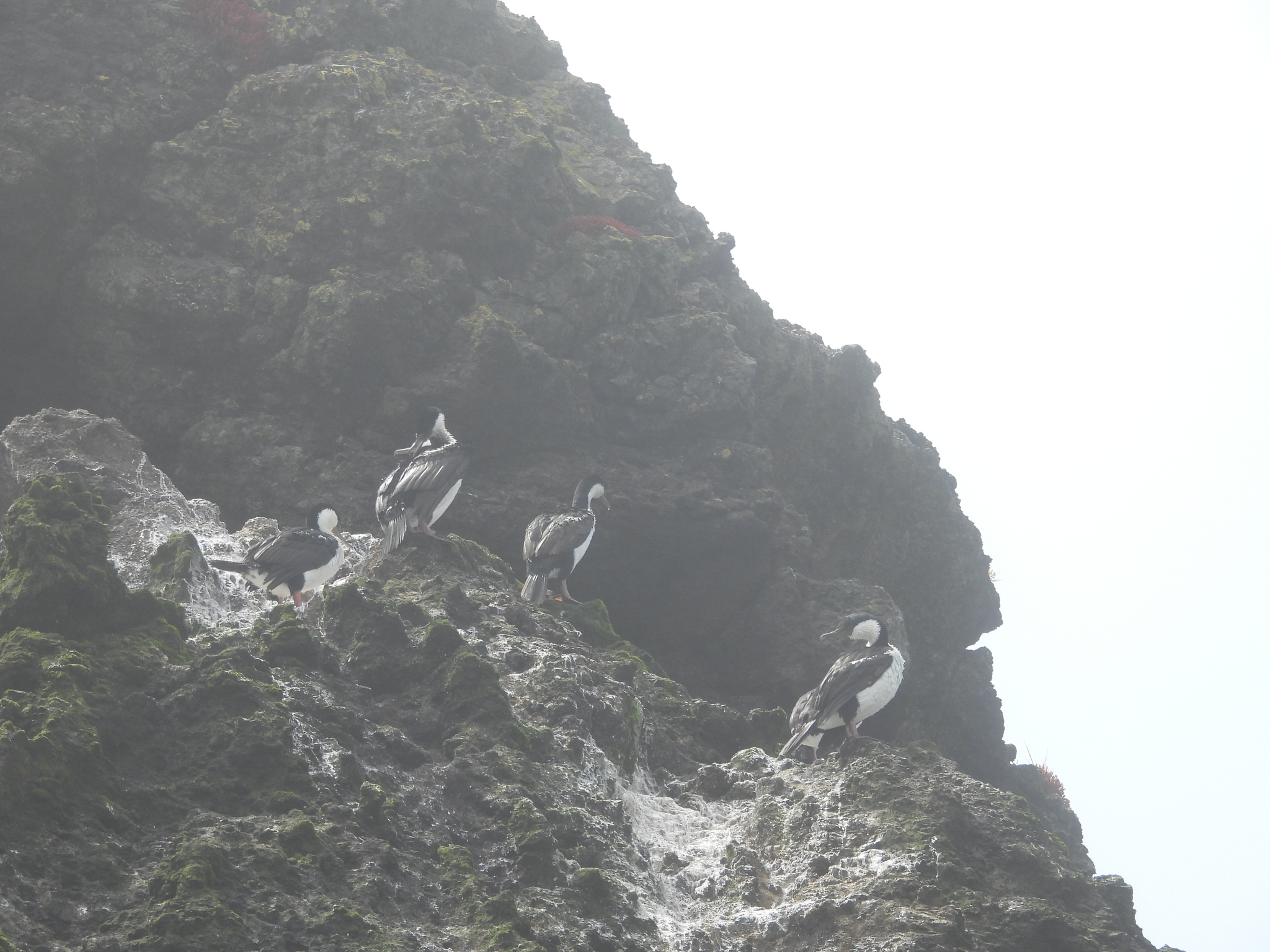 Imperial Shag (Leucocarbo atriceps), photo 1