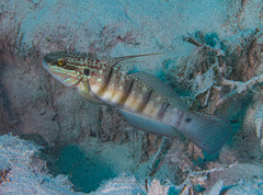 Amblygobius albimaculatus