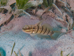 Amblygobius albimaculatus