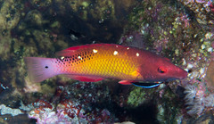 Bodianus diana