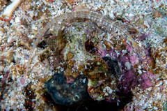 Corythoichthys schultzi