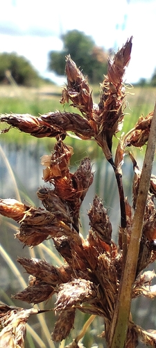 California bulrush