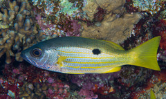 Lutjanus ehrenbergii